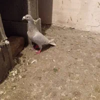 ترک سفید نر و مامی ماده