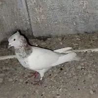 کفتر نر کله ابری
