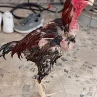خروس لاری|حیوانات مزرعه|تهران, آبشار|دیوار