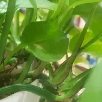 فروشنده خانم جهت پوشاک‌ زنانه