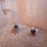 کفتر صید|پرنده|مشهد, محمدآباد|دیوار