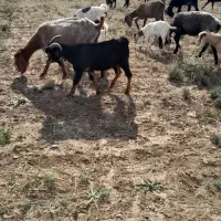 فروش ۳۰ عدد بز