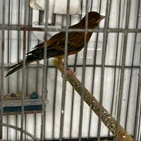 قناری سوخته سرخ