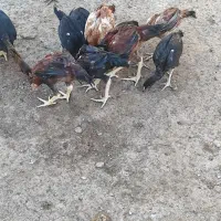 جوجه لاری اصل|حیوانات مزرعه|گنبد کاووس, |دیوار