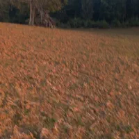 زمین کشاورزی دیم در دامنه کوه|فروش زمین و ملک کلنگی|خان ببین, |دیوار