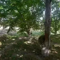 زمین جاسب زیر قیمت