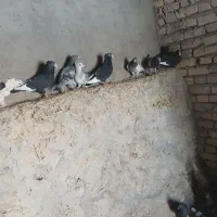 کبوتر سیاه پلنگ|پرنده|بافت, |دیوار