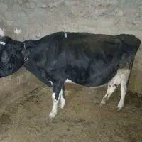 یک راس گاو با گوساله