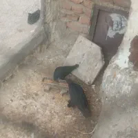 روهم جفتی ۵۰۰ت