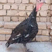 بوقلمون ماده