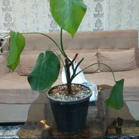 گل قیمت مناسب|کلکسیون و سرگرمی|مشهد, شهرک امام هادی (شهرک غرب)|دیوار