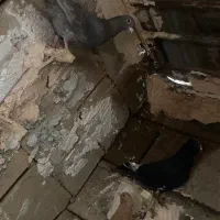 زرد دمسفید پلنگ|پرنده|فردوس (کرمان), |دیوار