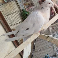 کبوتر|پرنده|قم, نیروگاه|دیوار