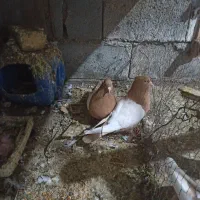 کبوتر فروشی