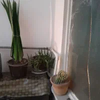 گل طبیعی|گل و گیاه طبیعی|محمدیه-قزوین, |دیوار