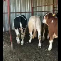 شیری.تلیسه.جوانه.ریز|حیوانات مزرعه|طبس, |دیوار