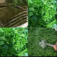 سبزی خورشتی رامهرمز