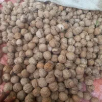 گردو کیلو ۵۰۰