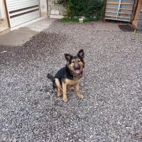 سگ ژرمن.ماده.عقیم شده.14ماهه