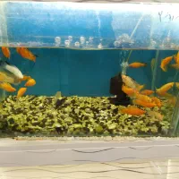 بارجدیدرسید|ماهی|اراک, |دیوار