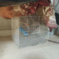 قفس