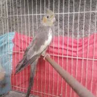 عروس هلندی ماده