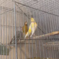 قناری ماده آماده آماده