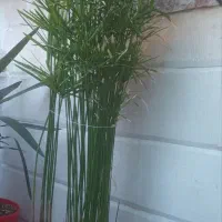 نخل مرداب