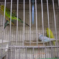 فروش کوتوله برزیلی وجوجه ومرغ عشق|پرنده|خمینی‌شهر, |دیوار