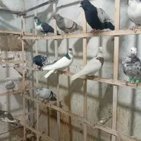 کوتر پرنده فروشی علی لنگری|پرنده|بجنورد, |دیوار