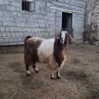 نر بز جمل زا