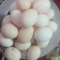 فروش تخم مرغ محلی