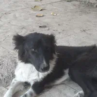 توله قهدریجونی دو نر دو ماده|سگ|بهبهان, |دیوار