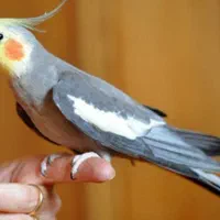 عروس هلندی گمشده