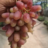 عرضه تولید به مصرف نهال انگور خارجی