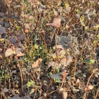 نهال پسته بادامی ریز زرندی|گل و گیاه طبیعی|ماهان, |دیوار