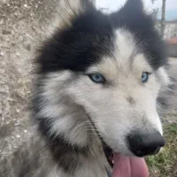 فروش سگ هاسکی