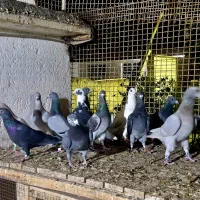 کفتر پلاکی|پرنده|شیراز, کوزه گری|دیوار