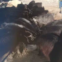 فروش ۲۰عددبز وبزغاله جوان وچاق|حیوانات مزرعه|دره شهر, |دیوار