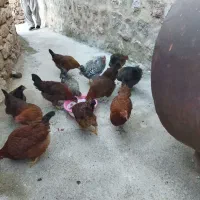 مرغ و(وارک۷ماه)