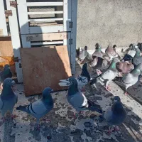 کفتر مسافتی