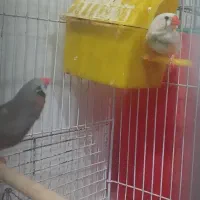 فنچ کینگ|پرنده|میناب, |دیوار