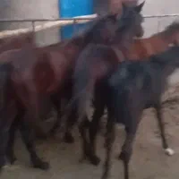 8راس کره اسب