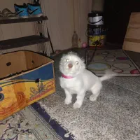 سگ تریر باهوش