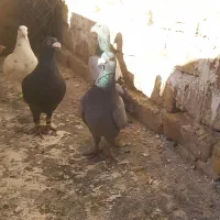 ۵عدد نراز دسته تقسیم شده