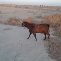 گوسفند|حیوانات مزرعه|نیمروز, |دیوار