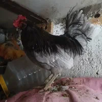 تخم مرغ گلین|حیوانات مزرعه|شیراز, سلطان آباد|دیوار