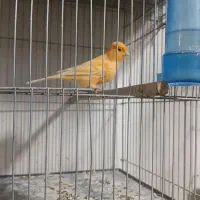 قناری نر آماده|پرنده|اشنویه, |دیوار