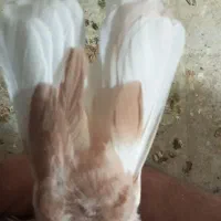 سینه تافته ای و زرد دم سفید|پرنده|شیراز, کوزه گری|دیوار
