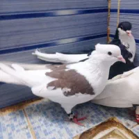 کبوتر|پرنده|نیشابور, فردوسی جنوبی|دیوار